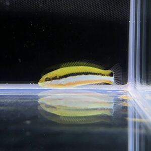 【沖縄もとぶ産】海水魚 ヤマブキベラ3〜6cm前後