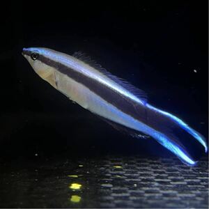 【沖縄もとぶ産】海水魚 ホンソメワケベラ 6〜7cm前後