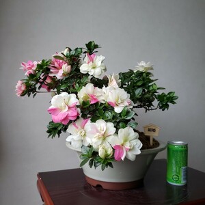  『四季の夢』新花 絹姫 樹高25㎝ 樹幅38㎝ 幹回り5㎝ 皐月盆栽