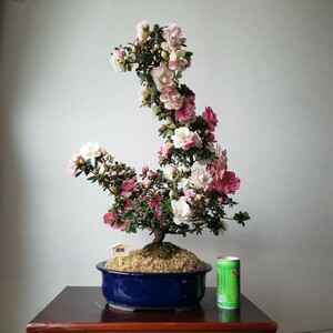 『四季の夢』新花 絹姫 樹高48㎝ 樹幅45㎝ 幹回り7㎝ 皐月盆栽