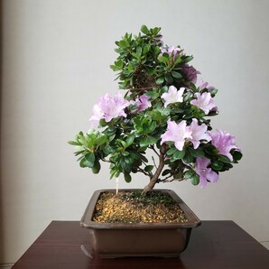 『四季の夢』薫風 樹高38㎝ 樹幅35㎝ 皐月盆栽の画像3