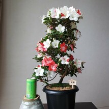 『四季の夢』花の綺麗な紅姫 樹高40㎝ 樹幅35㎝ 幹回り5㎝ 皐月盆栽_画像2