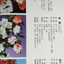 『四季の夢』花の綺麗な紅姫 樹高40㎝ 樹幅35㎝ 幹回り5㎝ 皐月盆栽_画像10