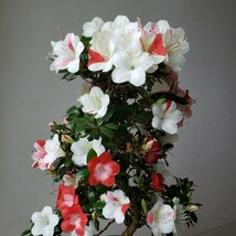 『四季の夢』花の綺麗な紅姫 樹高40㎝ 樹幅35㎝ 幹回り5㎝ 皐月盆栽_画像8