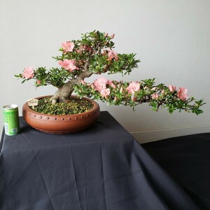 「四季の夢」人気品種 若恵比須 樹高28㎝ 樹幅65㎝ 幹回り20㎝ 皐月盆栽
