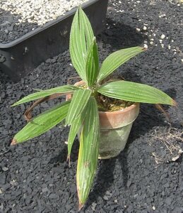  oo mibla волосы cocos nucifera (3 номер горшок )