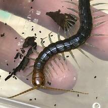 ノコバゼムカデ　約6cm 美麗種　昆虫　奇蟲　センチピード_画像2