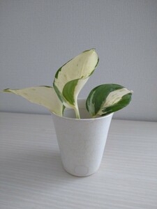  pothos white . entering white . decorative plant cut departure root seedling reality goods. interior green .