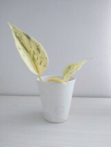 ポトス 散り斑 カット発根苗 観葉植物 現品です インテリアグリーンに_画像1