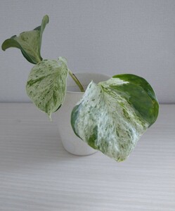 ポトス ホワイト斑入り 白斑 散り斑 観葉植物 カット発根苗 現品です インテリアグリーンに
