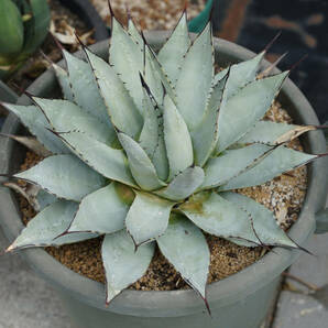 【美株】【抜き苗発送】【約40cmの大株】アガベ パリー ネオメキシカーナ. Agave parryi neomexicana.【耐寒性あり】【流通数少なめ】の画像5