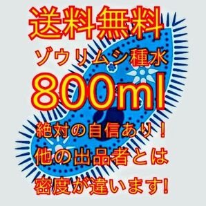 史上最強★絶対の自信あり★密度が違います★簡単培養ゾウリムシ800ml★ペットボトルで爆殖中★