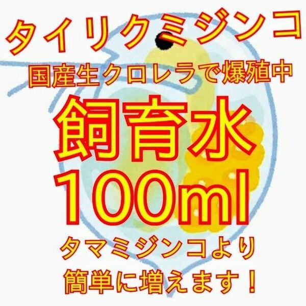 死着は前例がありません！元気なタイリクミジンコ国産生クロレラで爆殖中！飼育水100ml！100均の鶏糞ペレットでも培養できます