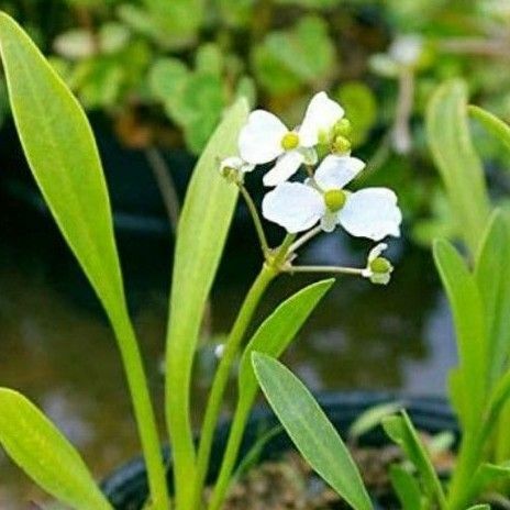 ビオトープ　水辺植物 ナガバオモダカ（サジタリアグラミネア） 苗　無農薬　10株+α