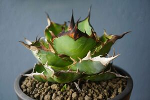 ②ハデス(子株付き)　アガベ チタノタ Agave Titanota Hades台湾株　良形　ハーデス