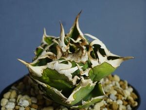 ① cook CG-01 Agave titanota COK agave chitanota good shape 