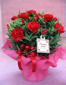 * delay .....! Mother's Day red carnation. pot .\3290 free shipping!