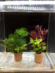 ☆置くだけ簡単レイアウト！ 水草３種植え ２個セット 吸着系多孔質ろ材ライフマルチ付き ④