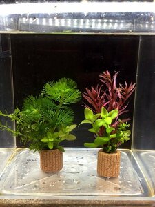 * put only easy layout! water plants 3 kind 2 piece set +mi Nami freshwater prawn 5 pcs me Dakar aquarium .!③