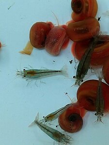 *mi Nami freshwater prawn 10 pcs +1 pcs re drum z horn 10 pcs +1 pcs water plants extra attaching exclusive use box shipping me Dakar aquarium .!