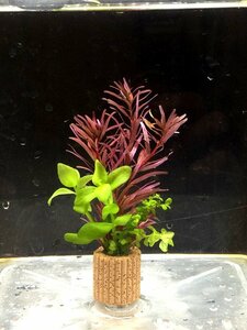 ☆置くだけ簡単レイアウト！ 水草３種植え １０個セット 吸着系多孔質ろ材付き