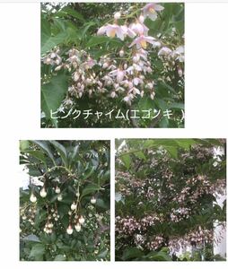 エゴノキ ピンクチャイム 庭木 