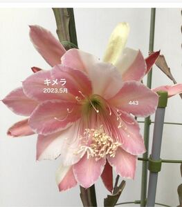  epiphyllum . woman Sakura ...2 sheets last 