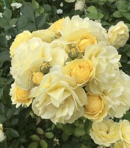  rose seedling Golden border four season ..