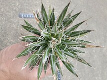 レア美種 アガベ ポリアンテフローラ Agave polianthiflora_画像1