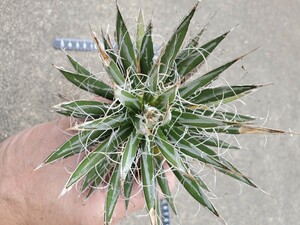 レア美種 アガベ ポリアンテフローラ Agave polianthiflora