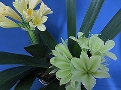 24★クンシラン☆ 特殊な君子蘭 　満開緑花　オールグリーン苗　3枚葉　ビニポット　花痛みあり　