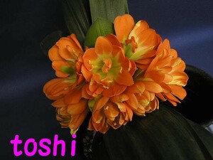 173knsi Ran .. orchid Kushiro city . -ply . distribution 10 sheets leaf 5 number pot 