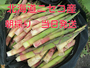 ** Hokkaido production niseko production root bend bamboo nema gully taketakenoko. bamboo himetake morning ..5 kilo! free shipping **1