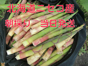 ** Hokkaido production niseko production root bend bamboo nema gully taketakenoko. bamboo himetake morning ..1.2 kilo and more! free shipping **11