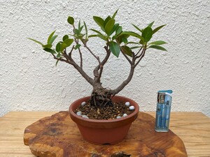 # small goods gaju maru * main island .. kind * bring-your-own stock * bonsai material 