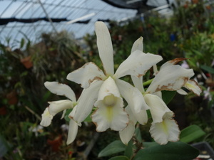 . орхидея . вид Cattleya C forbesii alba x self(3.0)