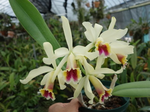 . орхидея . вид Cattleya C blosfieldiana(5.0)