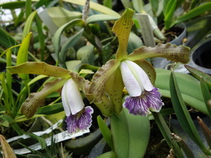 . орхидея . вид Cattleya C schilleriana coerulea Azulena x self(2.5) первый цветок 