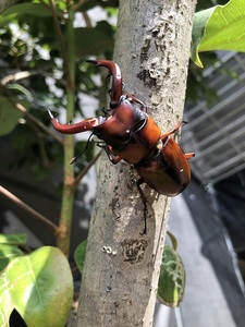 美色個体☆トカラノコギリクワガタ☆ペア①