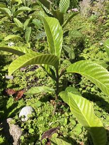 ◆長崎枇杷　苗木◆果実◆植木◆苗木◆庭木◆