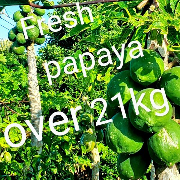 青 パパイヤ over21kg green papaya 国産