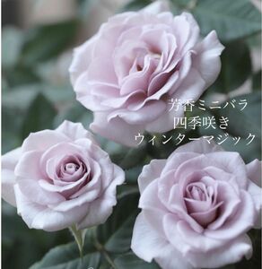 【芳香】ミニバラ苗　四季咲き