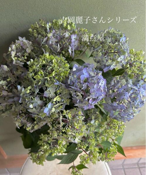 【2023年新品種】吉岡麗子さんシリーズ　特大山紫陽花「満点星」