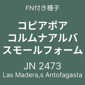 フィールドナンバー付き種子 10粒 コピアポア・コルムナアルバ スモールフォーム JN2473