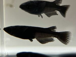 【sazabi killifish】 鴉羽 （ カラスバ ） 2ペア+1匹《大間めだか様直系》 メダカ めだか ③