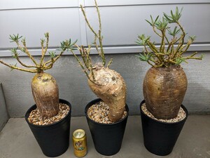 [発根済 大株 合わせて3株セット] Pachypodium　 succulentum パキポディウム サキュレンタム(検索用グラキリス、パキプス、コミフォラ)