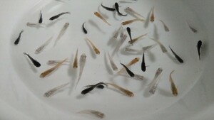 メダカミックス　５０匹＋α　ラメミユキメダカ　オロチメダカ　朱赤メダカ　ラメ　黒　朱赤　若魚　現物出品