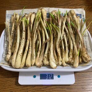 島らっきょ　沖縄　旬の食材　酒のアテ　春　野菜　フレッシュ　食品　新鮮　らっきょ