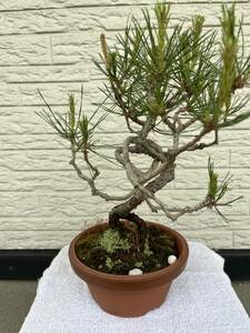  bonsai red pine No.2