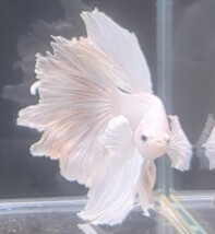 【ほっぺちゃんFARM】〈ベタ・Betta〉P-3 オペックホワイト・スーパーダンボHM (オス♂)☆SALE☆_画像2